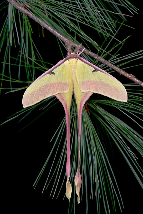 Chinese Moon Moth #1 Photograph by Jeffrey Lepore