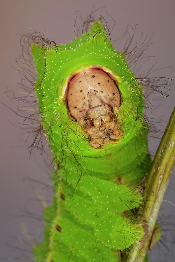 Chinese Oak Tussar Moth Caterpillar Photograph by Tomasz Litwin/science ...