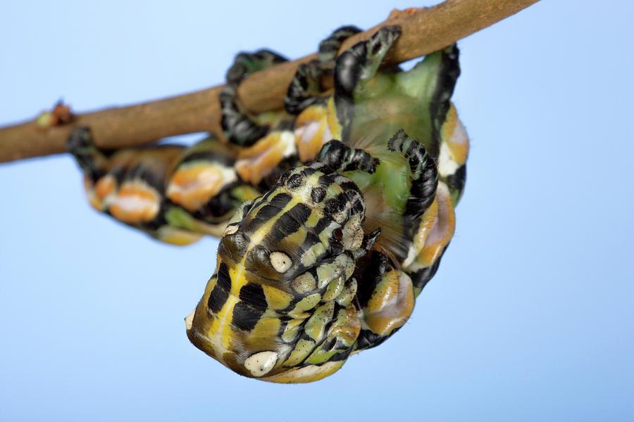 Chinese Owl Moth Caterpillar #1 Photograph by Pascal Goetgheluck/science Photo Library
