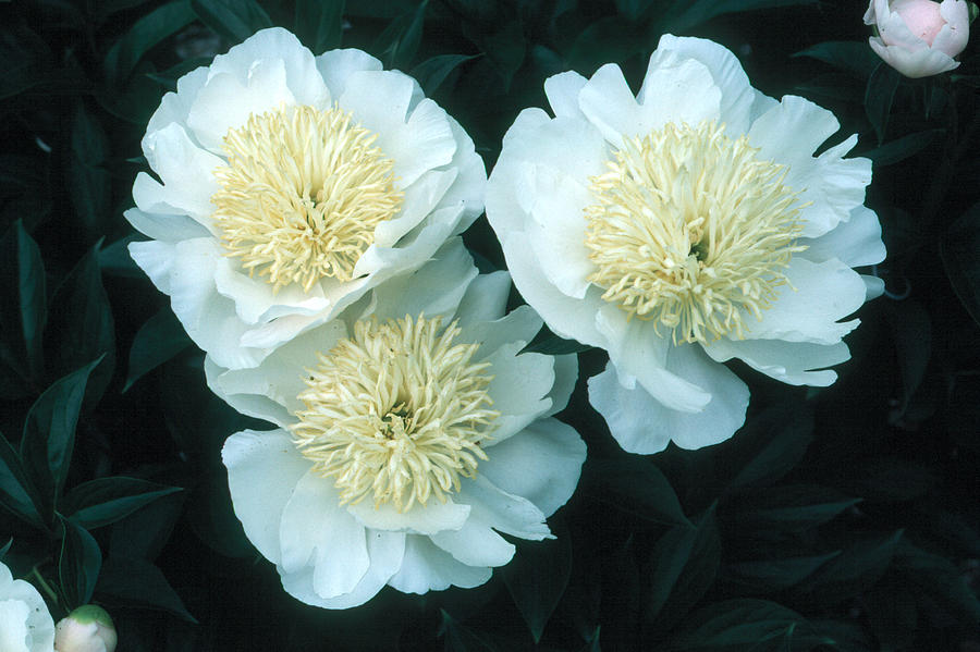 Chinese Peony Paeonia Lactiflora #1 Photograph by Bonnie Sue Rauch