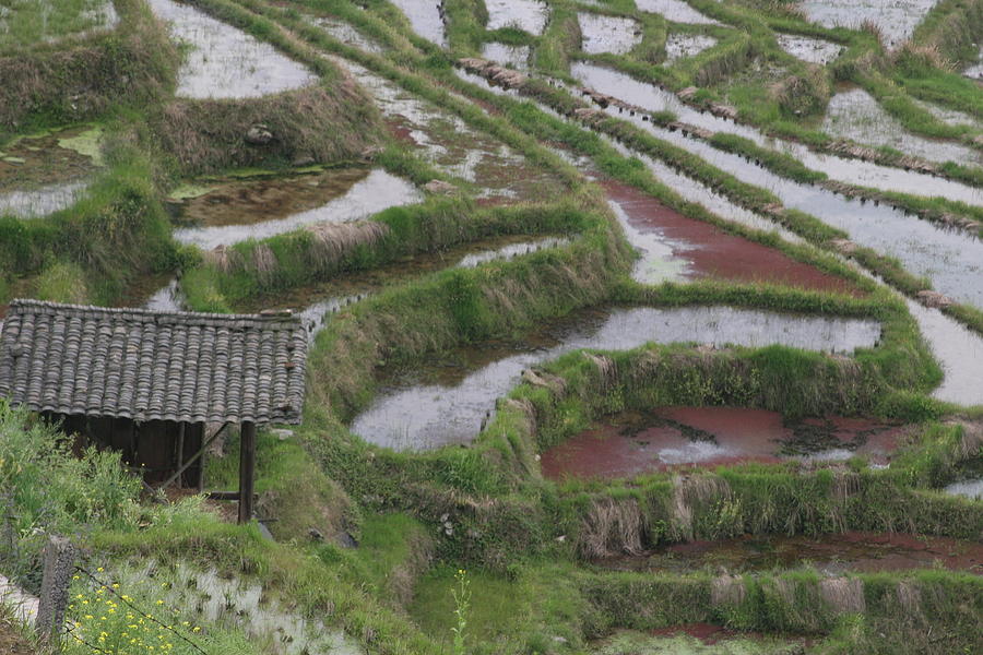 Chinese Rice Terraces Of Longshi Photograph By Laurie Prentice - Fine ...