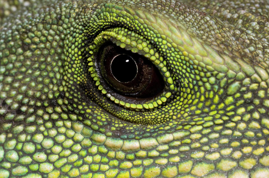 Chinese Water Dragon Eye #1 Photograph by Nigel Downer