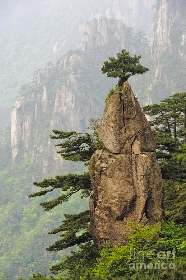 Chinese White Pine On Mt. Huangshan Photograph by John Shaw