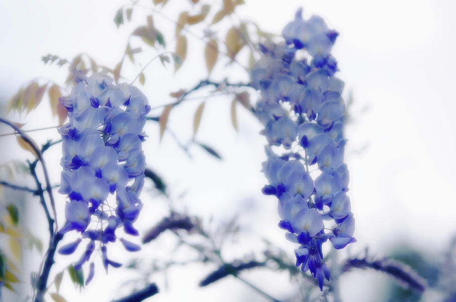 Chinese Wisteria (wisteria Sinensis) #1 Photograph by Maria Mosolova/science Photo Library
