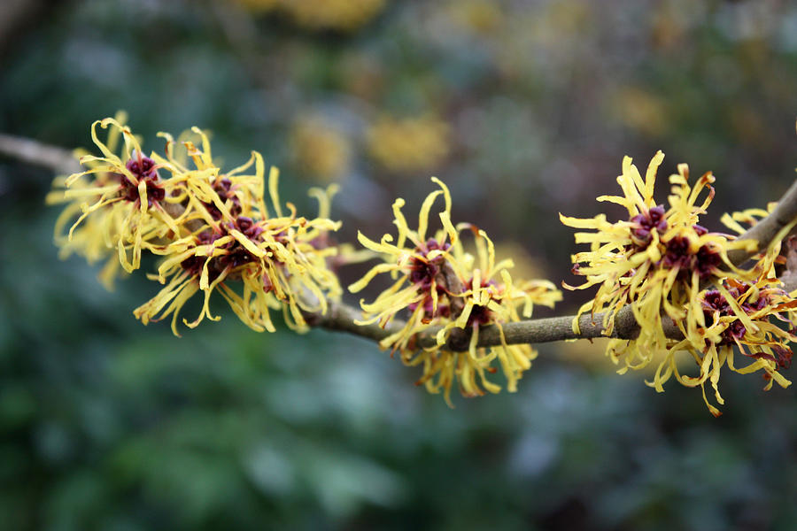 Chinese Witch Hazel #1 Photograph by Gerry Bates