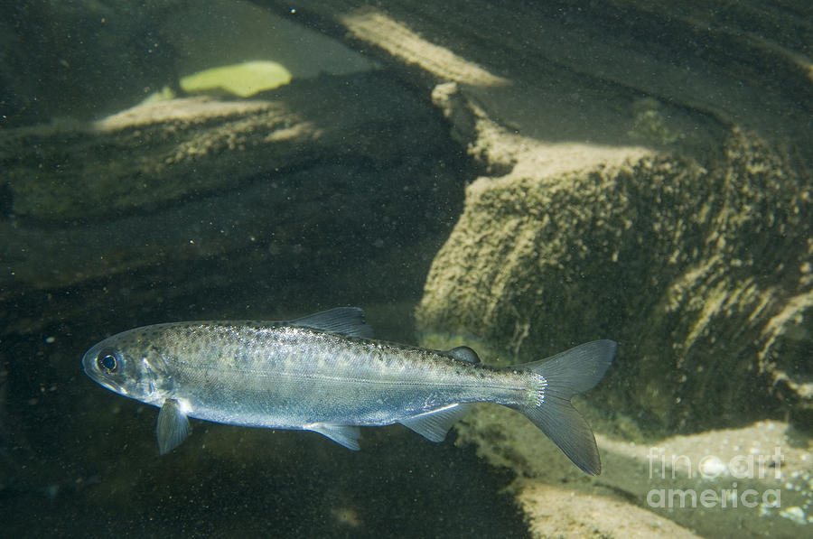 Chinook Salmon Smolt Photograph by William H. Mullins