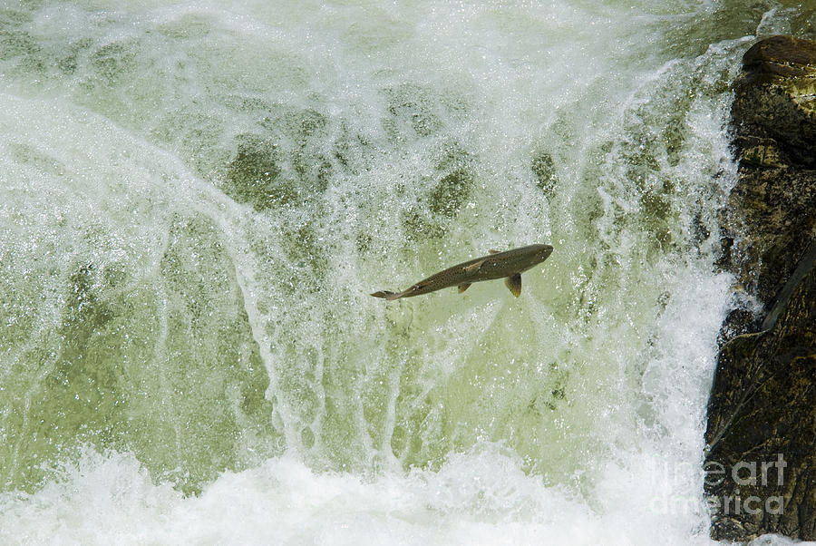 Chinook Salmon #1 Photograph by William H. Mullins