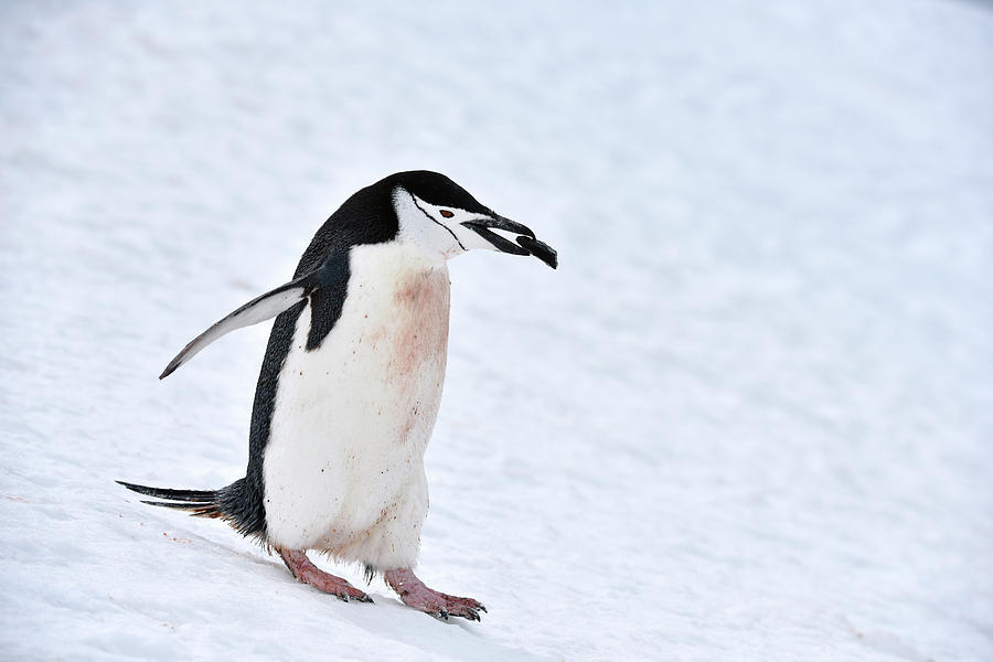 Chinstrap Penguin #1 Photograph by Dr P. Marazzi