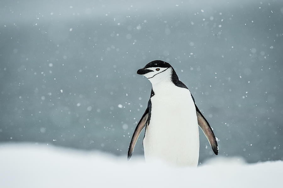 Chinstrap Penguin  Pygoscelis #1 Photograph by Deb Garside