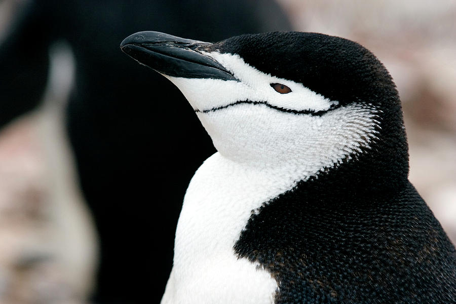 Chinstrap Penguin Photograph By William Ervin science Photo Library chinstrap-penguin-photograph-by-william-ervin-science-photo-library