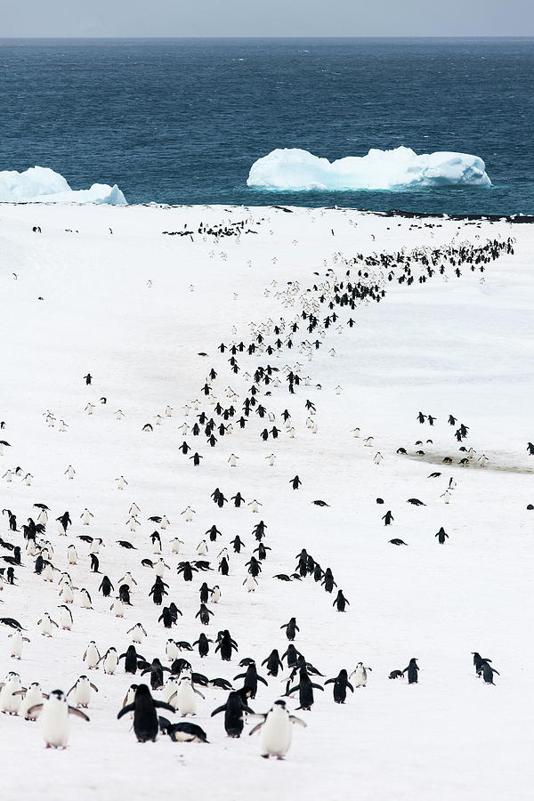 Chinstrap Penguins, Deception Island #1 Photograph by Paul Souders