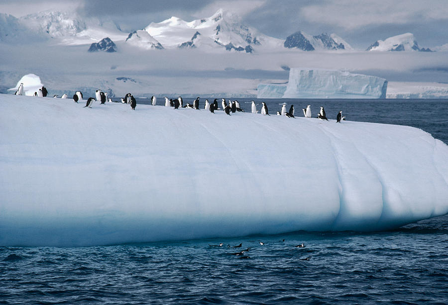 Chinstrap Penguins On Iceberg #1 Photograph by Flip Nicklin