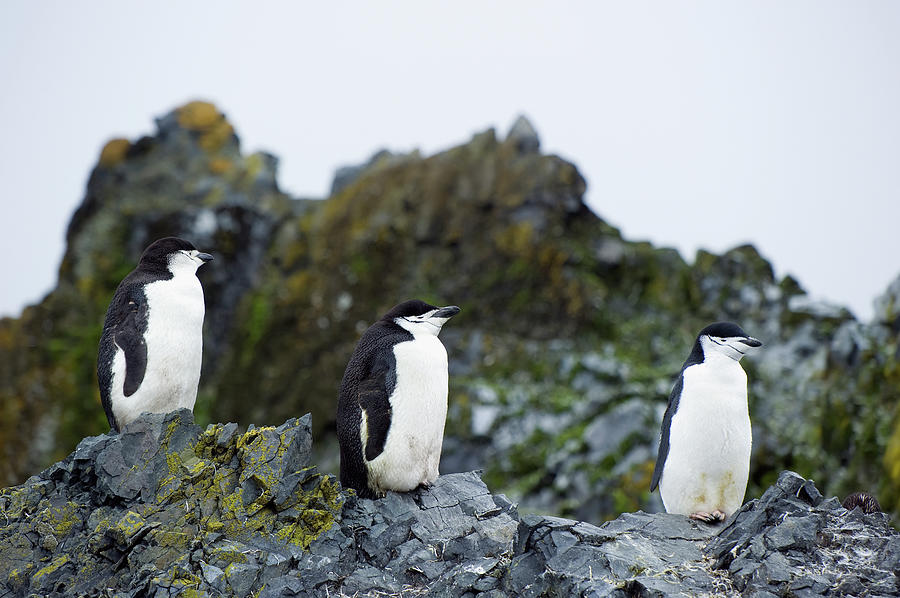 Chinstrap Penguins Pygoscelis #1 Photograph by Jim Julien / Design Pics