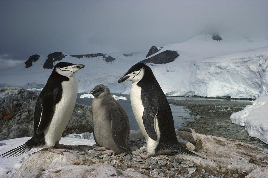 Chinstrap Penguins With Chick Paradise #1 Photograph by Tui De Roy