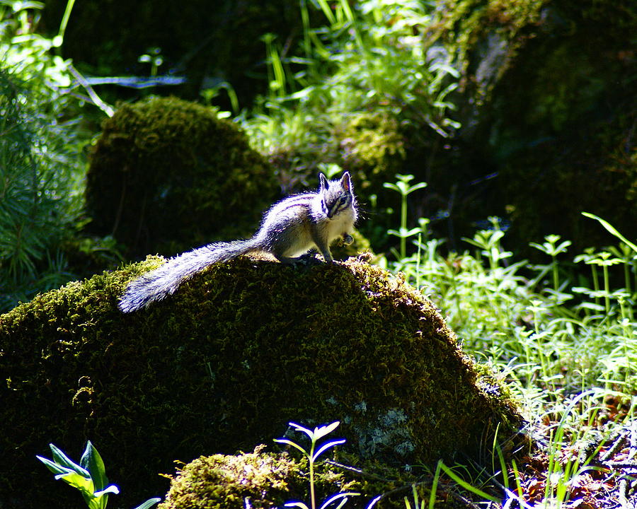 Chipmunk in the Sun #1 Photograph by Ben Upham III
