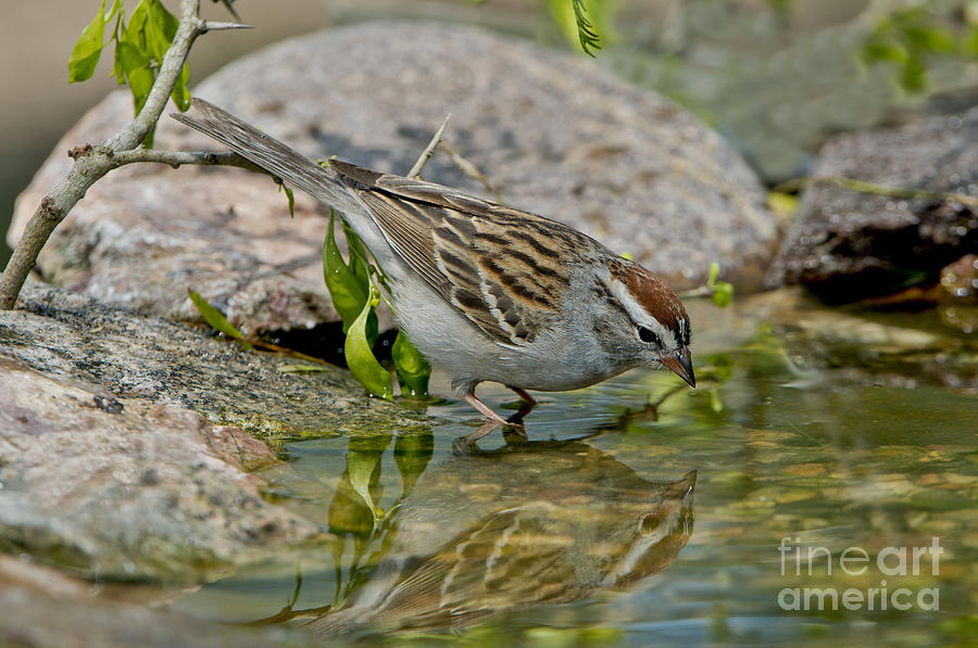 Sparrow Photograph - Chipping Sparrow #1 by Anthony Mercieca