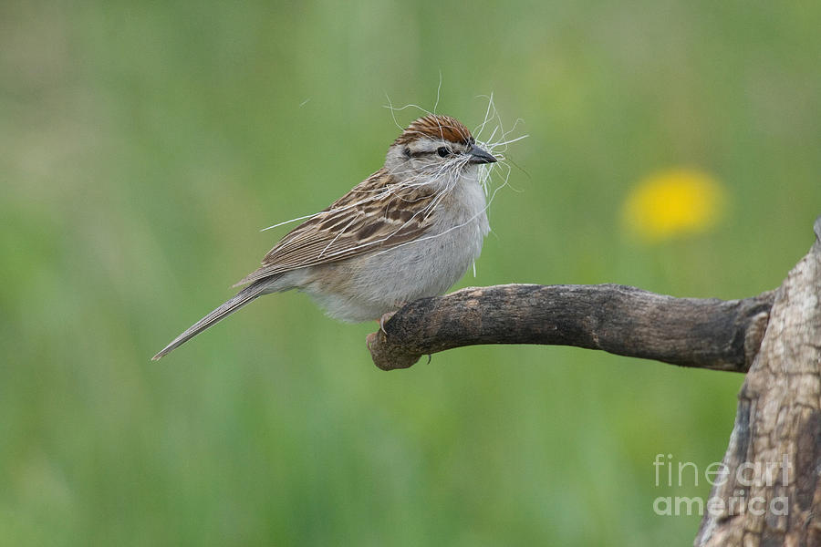 Wildlife Photograph - Chipping Sparrow #1 by Linda Freshwaters Arndt