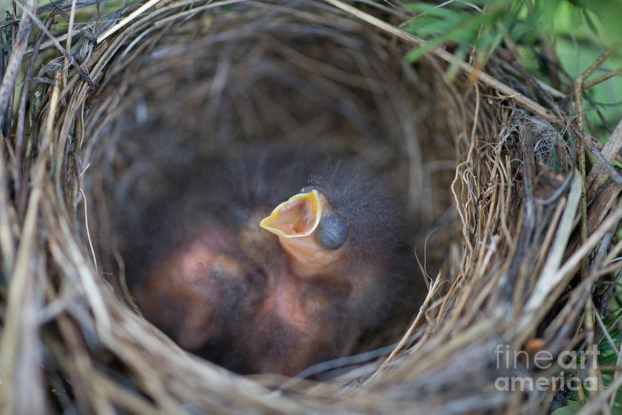 Wildlife Photograph - Chipping Sparrow Nestlings #1 by Linda Freshwaters Arndt