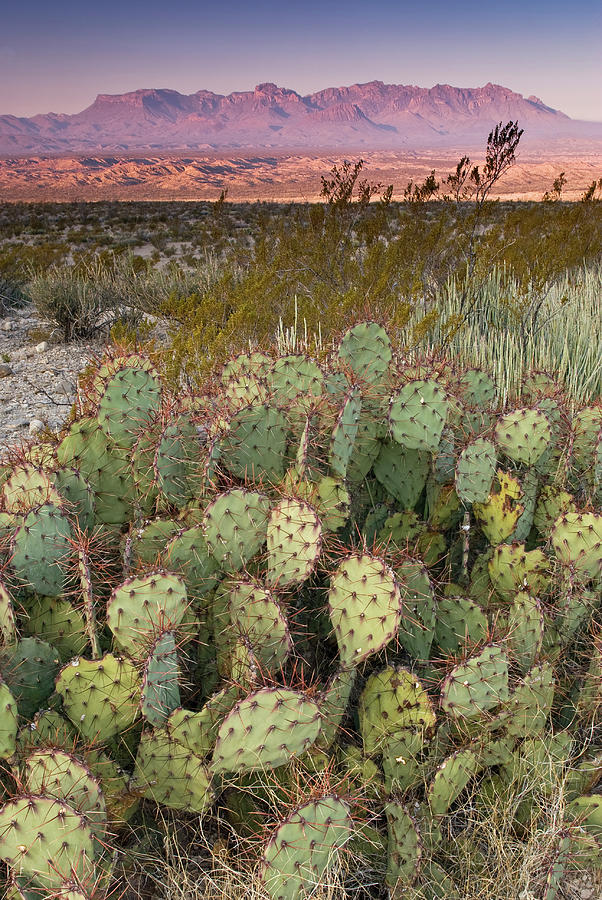Chihuahua Desert Photograph - Chisos Mountains In Distance Seen From by Witold Skrypczak Chihuahua Desert Photograph - Chisos Mountains In Distance Seen From by Witold Skrypczak