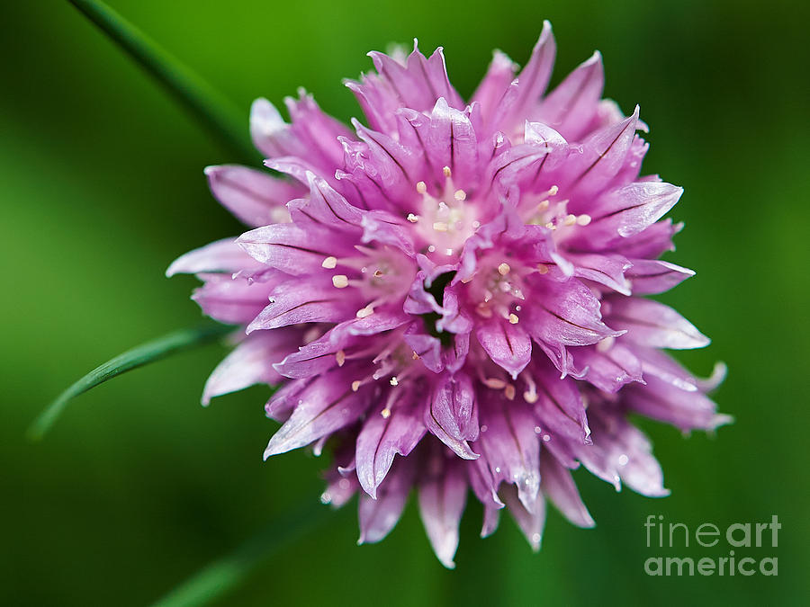 Chive flower #2 Photograph by Nick  Biemans