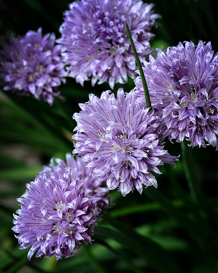 Summer Photograph - Chive Flowers #1 by Dennis James