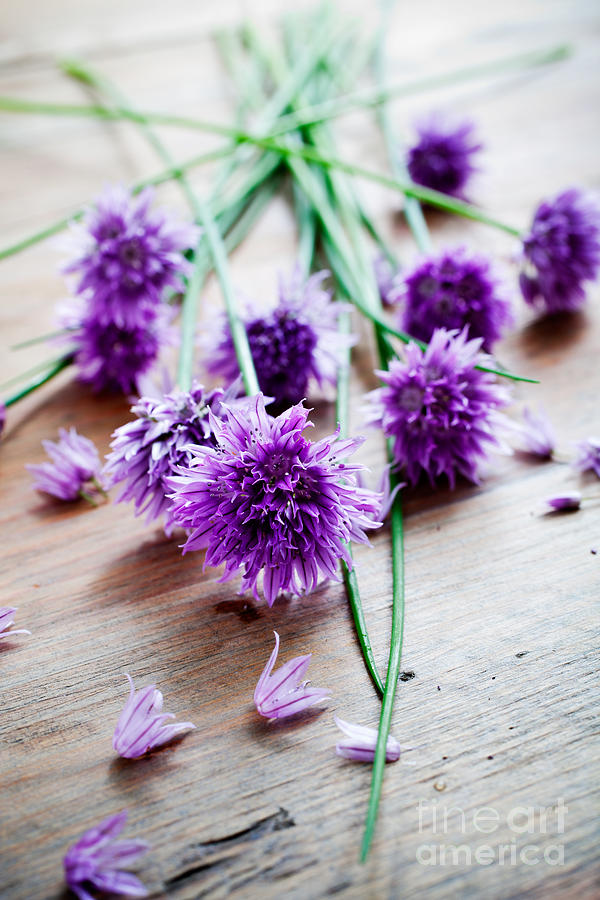 Chives #1 Photograph by Kati Finell