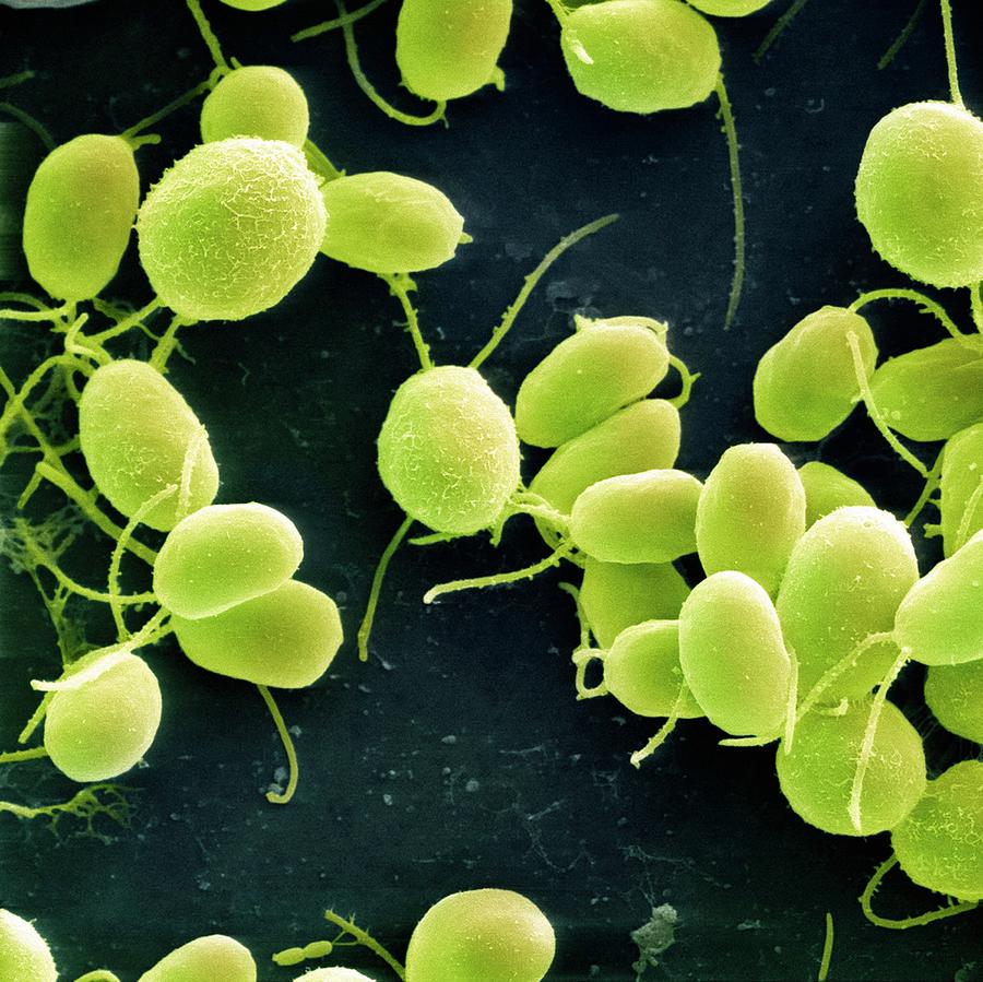 Chlamydomona Reinhardtii Green Algae #1 Photograph by Ami Images/science Photo Library