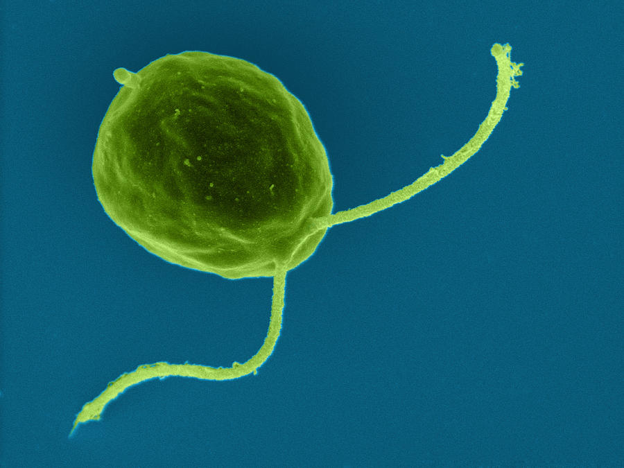 Бактерия водоросль простейшие. Одноклеточная водоросль хламидомонада. Зелёные водоросли хламидомонада. Chlamydomonas reinhardtii водоросли. Одноклеточная зеленая водоросль хламидомонада.