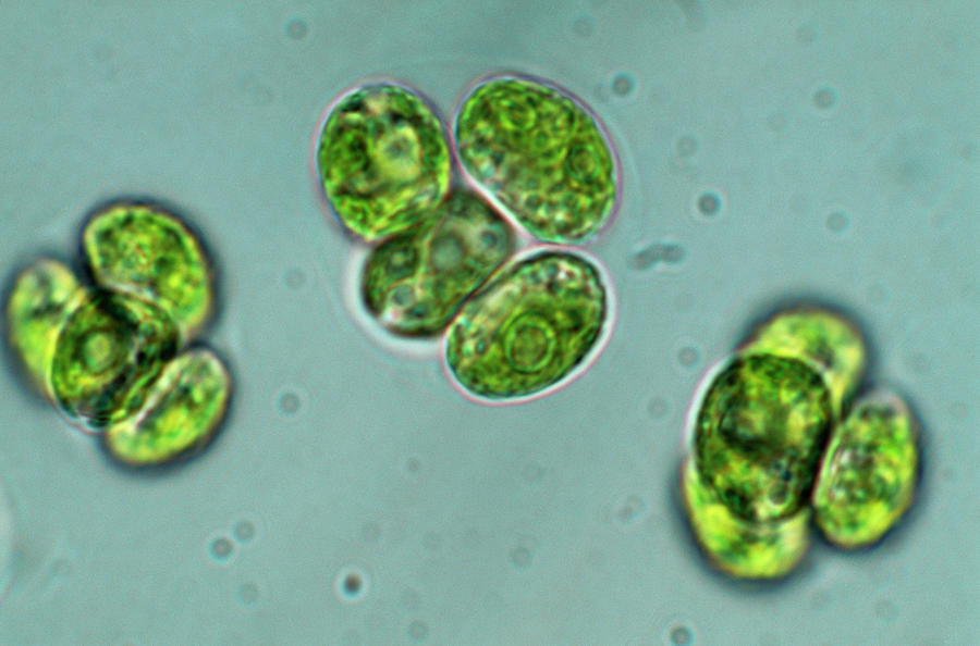  Chlorella Algae  Photograph by Sinclair Stammers science 