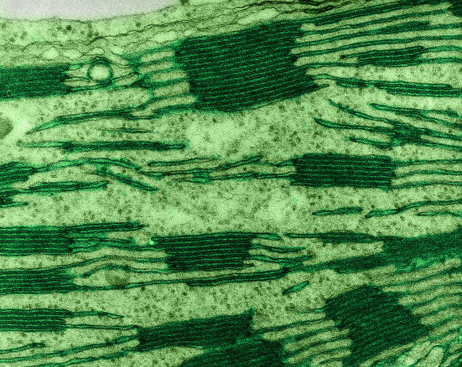 Chloroplast In Corn Leaf Cell, Tem #1 Photograph by Omikron