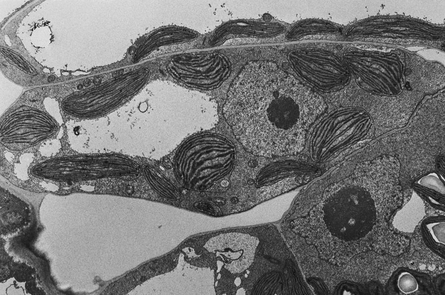 Chloroplasts Tem Photograph by Biology Pics