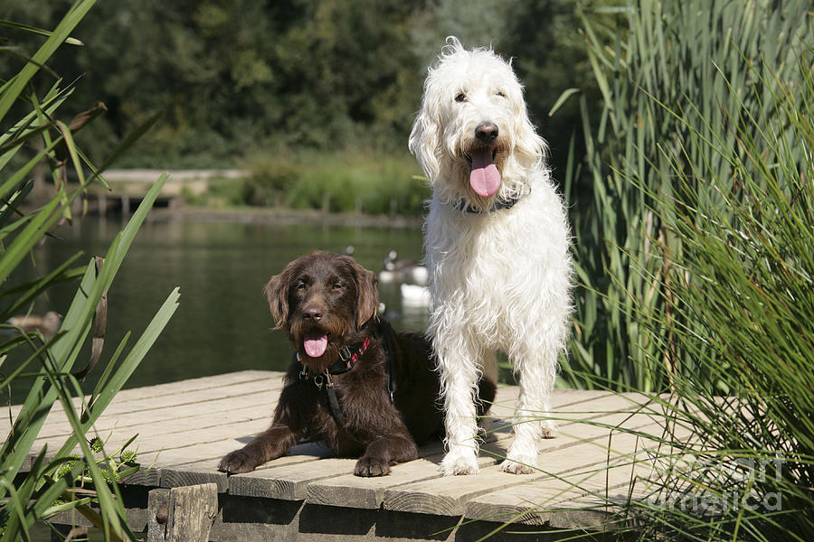 Dog Photograph - Chocolate And Cream Labradoodles #1 by John Daniels