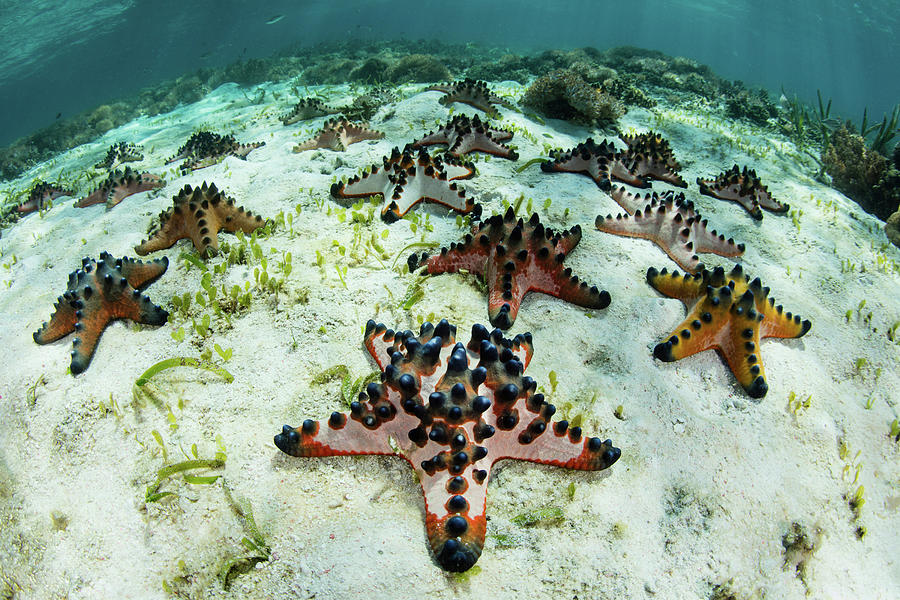 Chocolate Chip Starfish Cling Photograph by Ethan Daniels - Fine Art ...