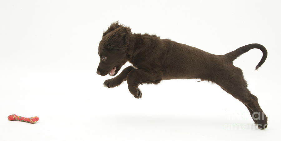 Nature Photograph - Chocolate Cocker Spaniel Puppy #2 by Mark Taylor