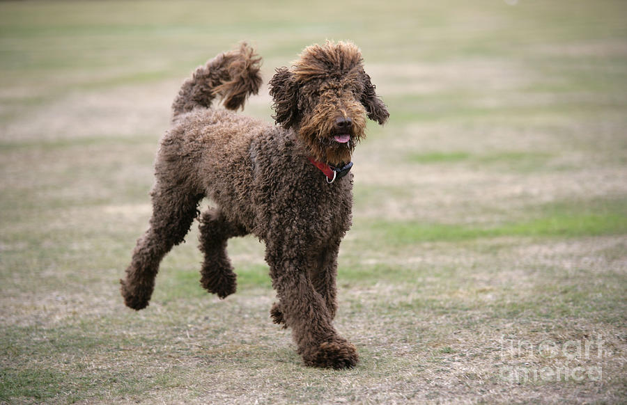 Standard best sale chocolate labradoodle