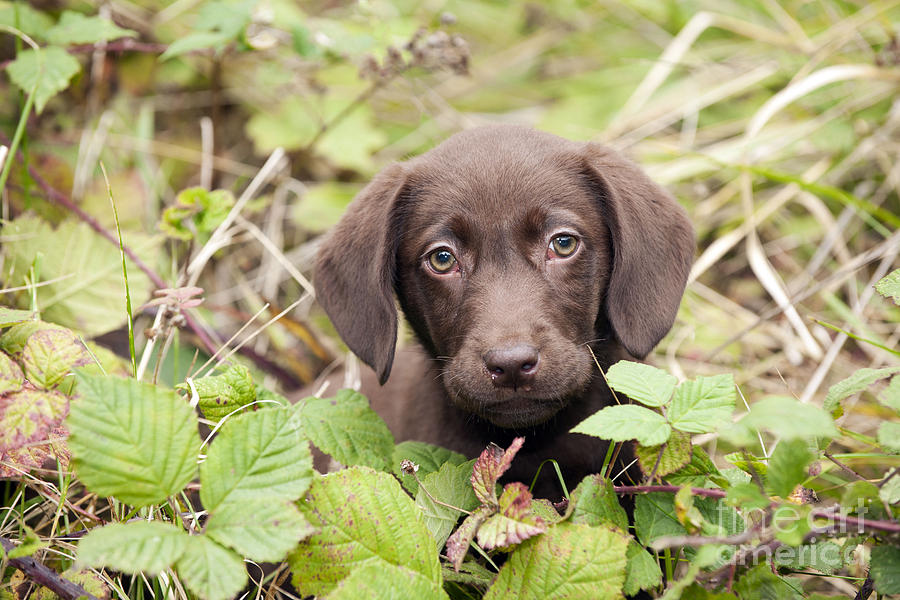 Chocolate Labrador Puppy #1 Photograph by John Daniels