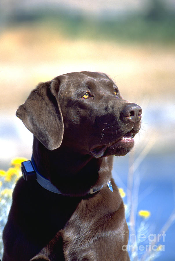 Labrador Retriever Photograph - Chocolate Labrador Retriever Male 5 #1 by William H. Mullins