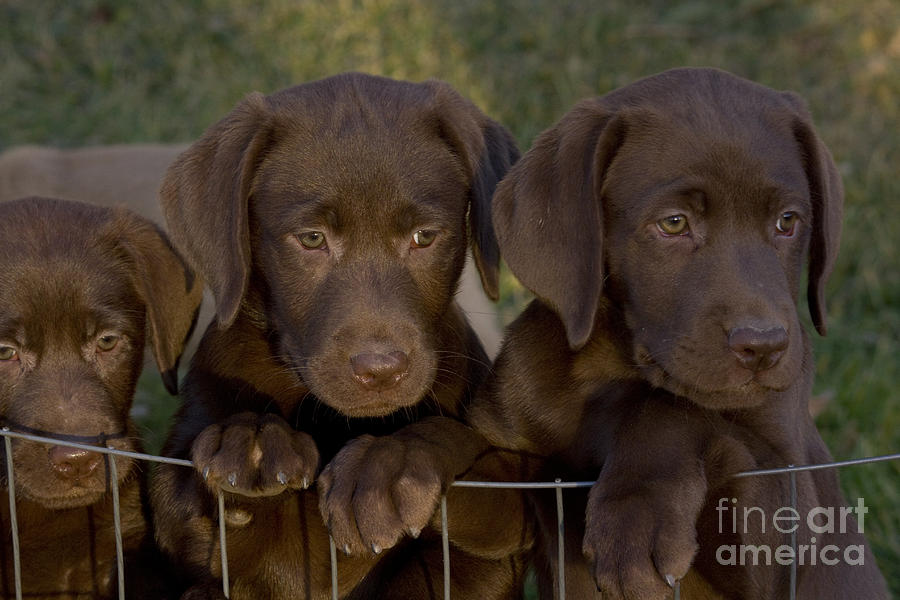 Chocolate Labrador Retriever Pups #1 Photograph by Linda Freshwaters Arndt