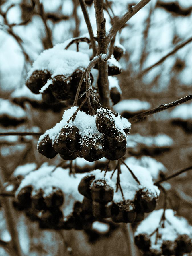 Chokeberry #2 Photograph by Jouko Lehto