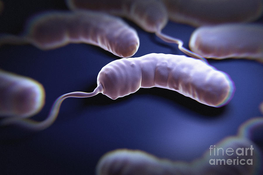 Cholera Bacteria #1 Photograph by Science Picture Co