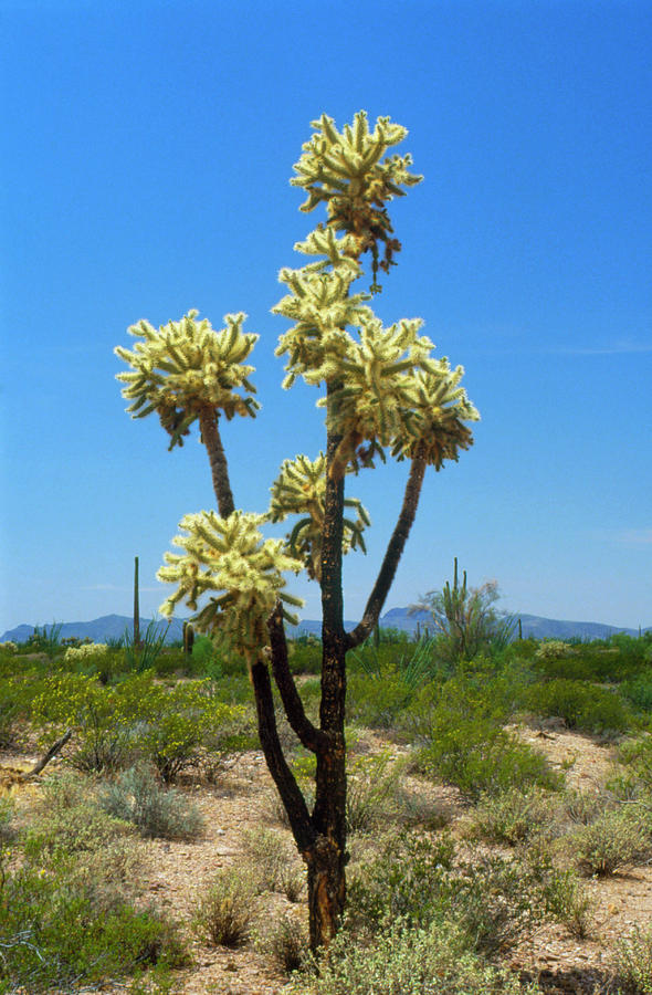 Cholla Cactus Plant Photograph by David Parker/science Photo Library ...