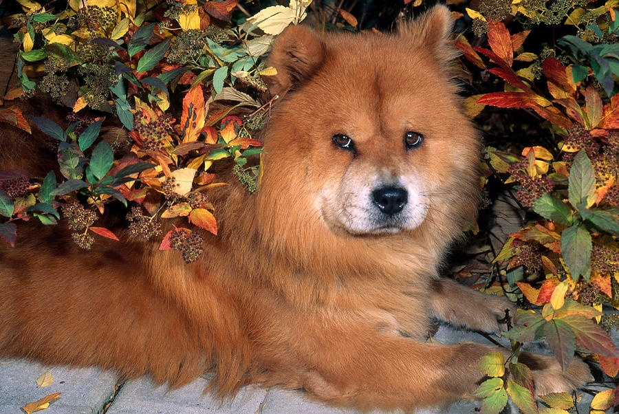 Fall Photograph - Chow Chow #1 by Jeanne White