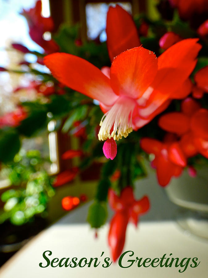 Christmas Cactus #1 Photograph by Jean Wright