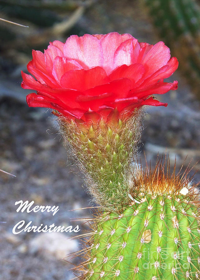 Christmas Card - Cactus Flower #1 Photograph by Kathy McClure