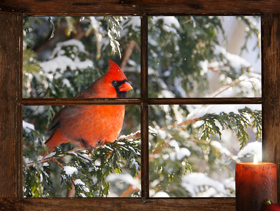 Feather Photograph - Christmas Cardinal. #1 by Kelly Nelson