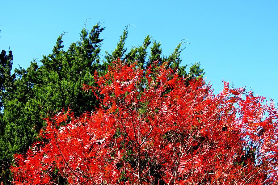Fall Colors Photograph - Christmas Color #1 by David  Norman
