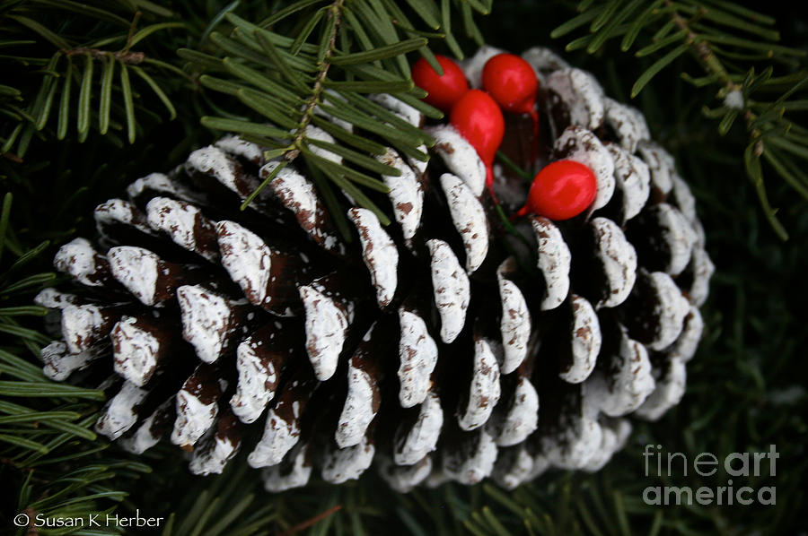 Christmas Cone #1 Photograph by Susan Herber
