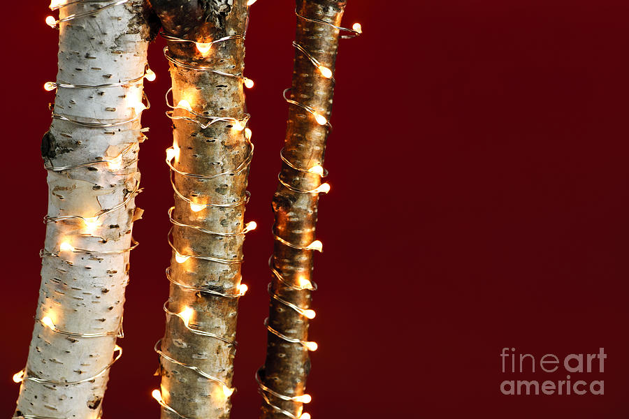 Christmas lights on birch branches 1 Photograph by Elena Elisseeva