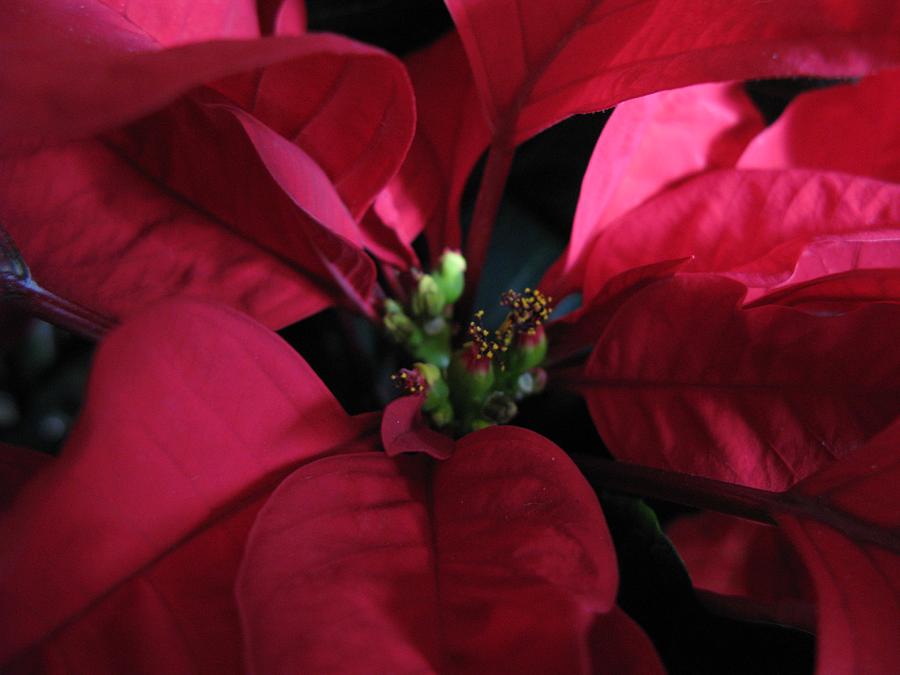 Christmas Poinsettia Photograph by Carol Sweetwood