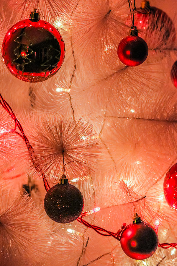 Christmas Tree #1 Photograph by Ernesto Santos